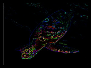 Technicolor Turtle by Tomas Medina 